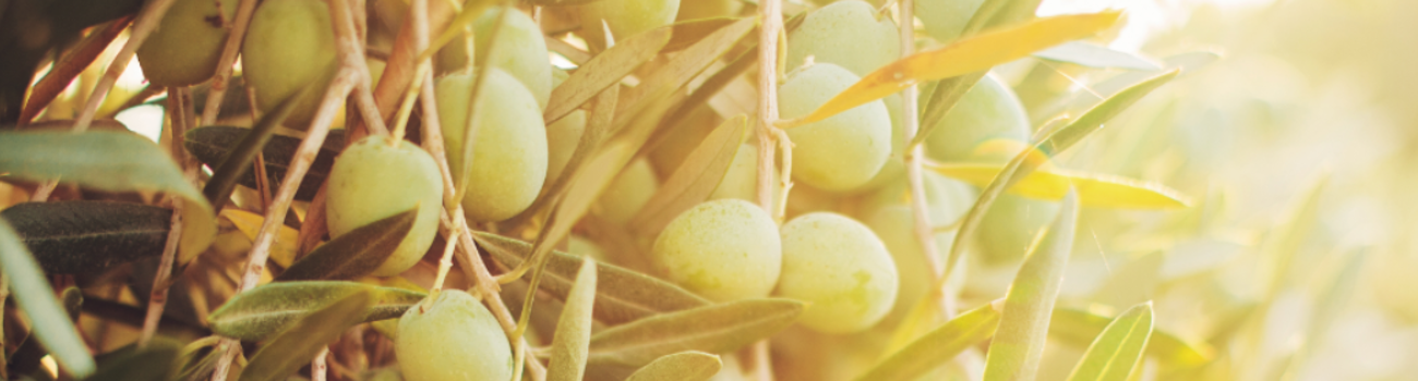 Père Olive Spotlight Banner (3)